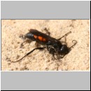 Anoplius viaticus - wegwespe-35.jpg